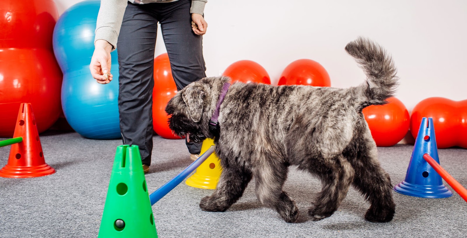 Bayside Animal Rehabilitation Center — photo