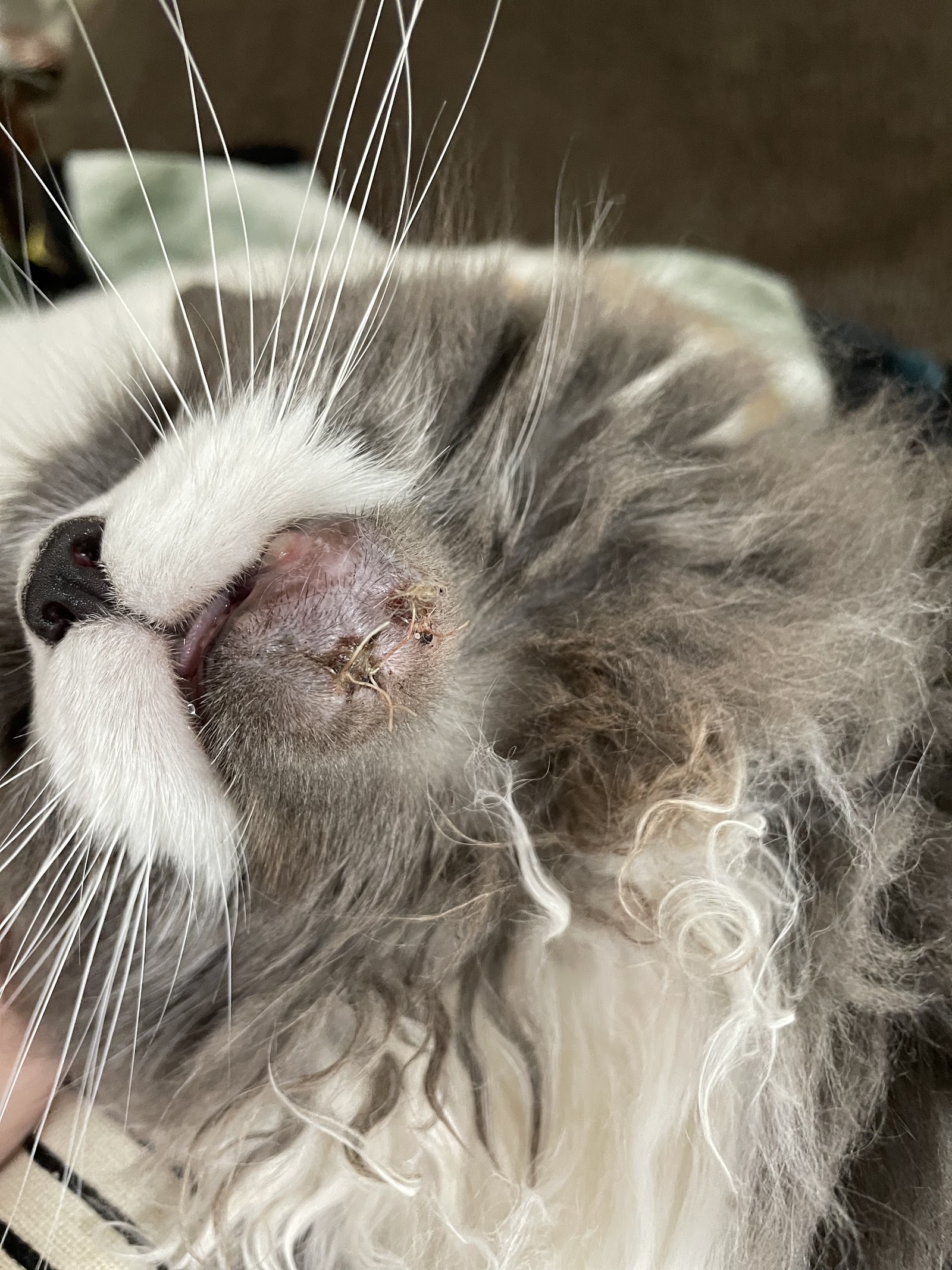 Clarke-Everett Dog & Cat Hospital — photo