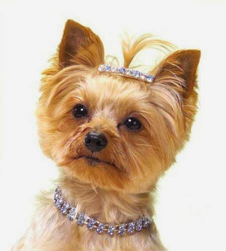 Doggie Stylez — photo